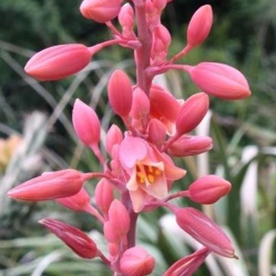 Hesperaloe - Yucca rouge - Leaderplant