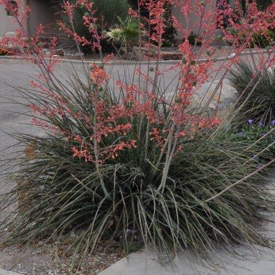 Hesperaloe - Yucca rouge - Leaderplant