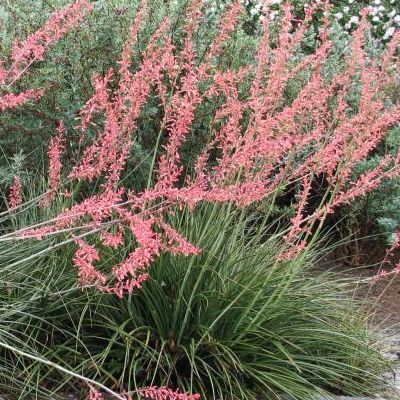 Hesperaloe - Yucca rouge - Leaderplant