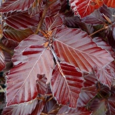 Hêtre commun pourpre - Leaderplant