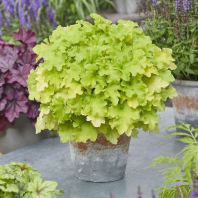 Heuchère Lime Marmelade ® - Leaderplant