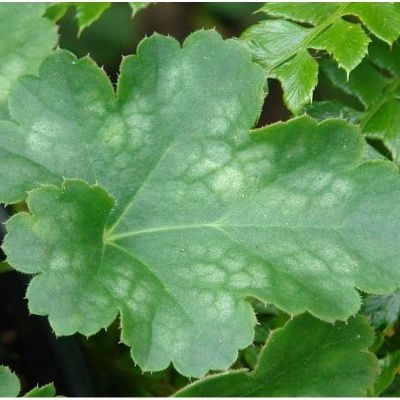 Heuchère Pluie de Feu - Désespoir du peintre - Leaderplant