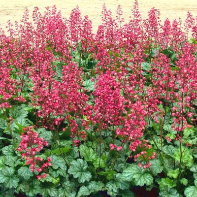 Heuchère Paris ® - Leaderplant