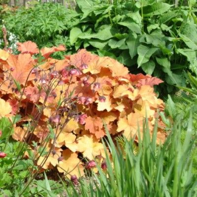 Heuchère Caramel  - Leaderplant