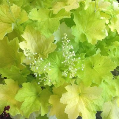 Heuchère Citronelle ® - Leaderplant