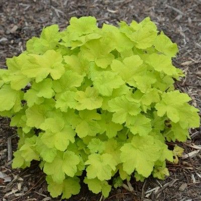 Heuchère Citronelle ® - Leaderplant