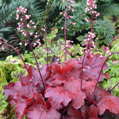 Heuchère Fire Alarm  - Leaderplant
