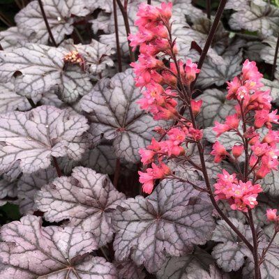 Heuchère Timeless Treasure ® - Leaderplant