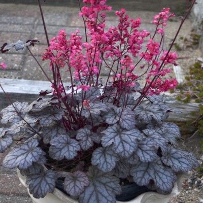 Heuchère Timeless Treasure ® - Leaderplant
