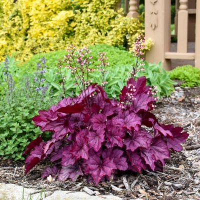 Heuchère Wild Rose ® - Leaderplant