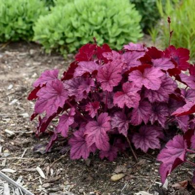 Heuchère Wild Rose ® - Leaderplant