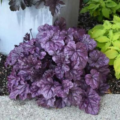 Heuchère Wild Berry ® - Leaderplant