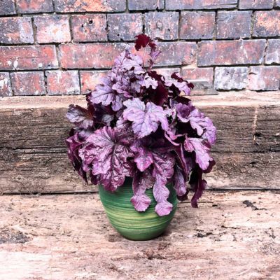 Heuchère Wild Berry ® - Leaderplant