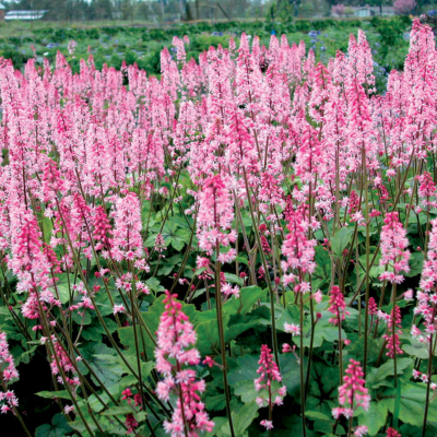 Heuchérelle Dayglow Pink ®  - Leaderplant
