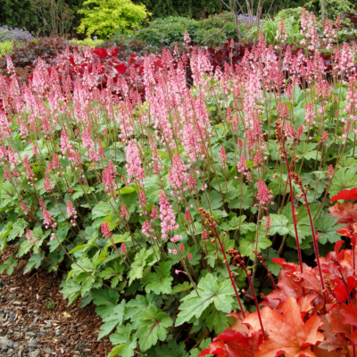 Heuchérelle Dayglow Pink ®  - Leaderplant
