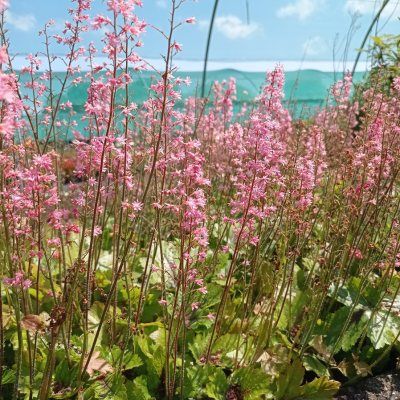 Heucherella Pink Revolution ® - Leaderplant