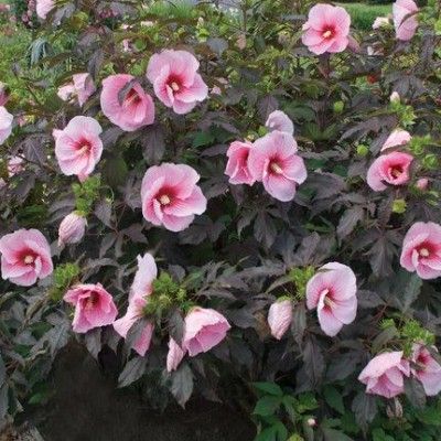 Hibiscus des marais Fleming's SummerStorm ® - Leaderplant
