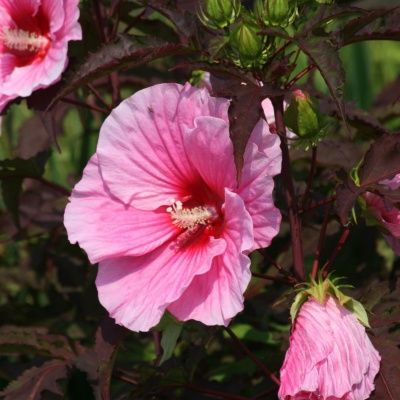 Hibiscus des marais Fleming's SummerStorm ® - Leaderplant