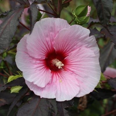 Hibiscus des marais Fleming's SummerStorm ® - Leaderplant