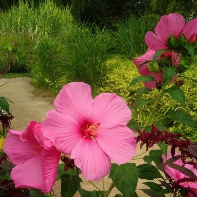 Hibiscus à grandes fleurs Extreme Hot Pink ® - Leaderplant