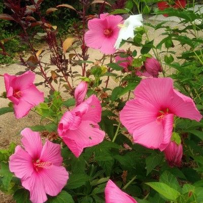 Hibiscus à grandes fleurs Extreme Hot Pink ® - Leaderplant