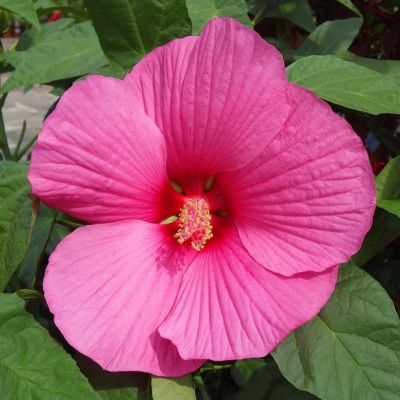Hibiscus à grandes fleurs Extreme Hot Pink ® - Leaderplant