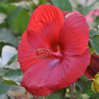 Hibiscus des marais à grandes fleurs Extreme Oak Red - Leaderplant