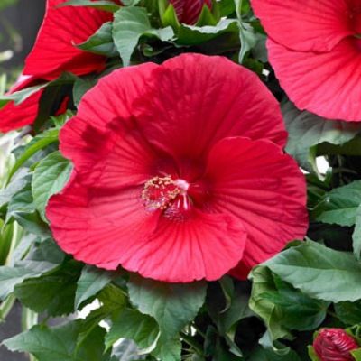 Hibiscus des marais à grandes fleurs Extreme Oak Red - Leaderplant