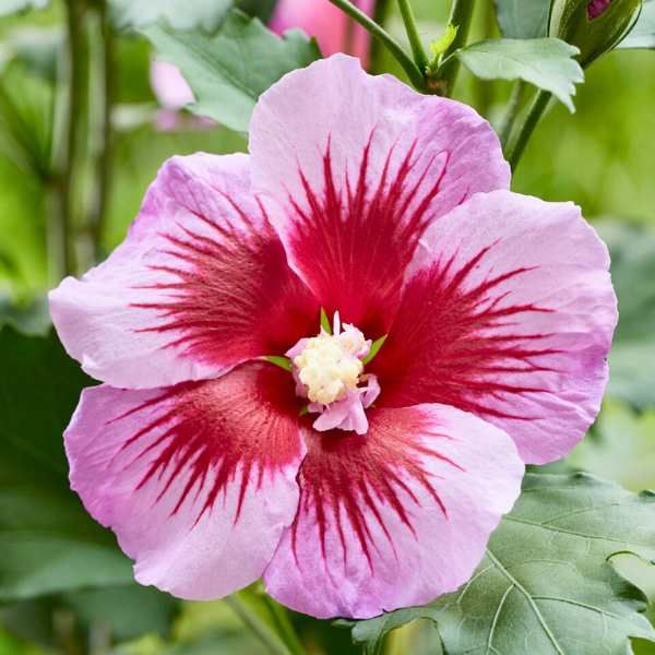 Hibiscus Flower Tower Purple ® - Leaderplant