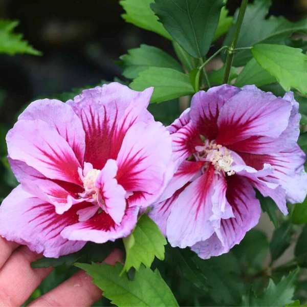 Hibiscus Flower Tower Purple ® - Leaderplant