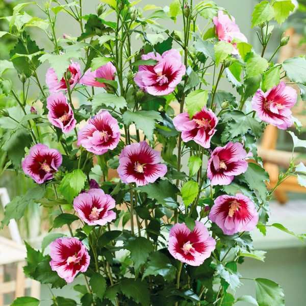Hibiscus Flower Tower Purple ® - Leaderplant