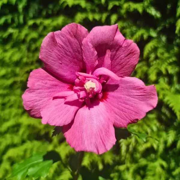 Hibiscus Flower Tower Ruby ® - Leaderplant