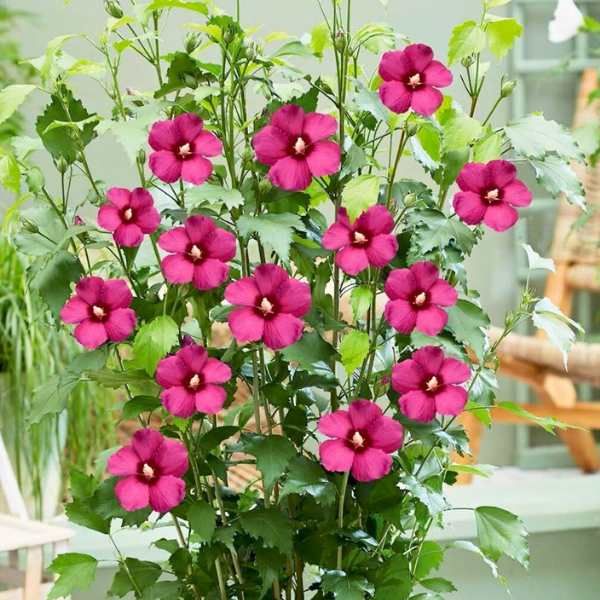 Hibiscus Flower Tower Ruby ® - Leaderplant