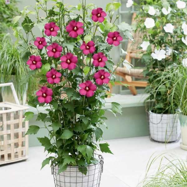 Hibiscus Flower Tower Ruby ® - Leaderplant
