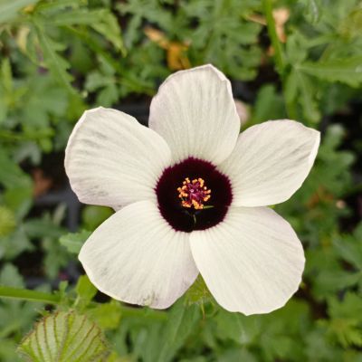 Hibiscus Ketmie d'Afrique - Leaderplant