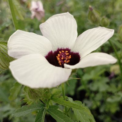 Hibiscus Ketmie d'Afrique - Leaderplant