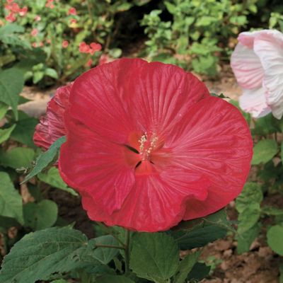 Hibiscus des marais rouge - Leaderplant