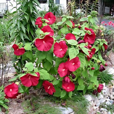 Hibiscus des marais rouge - Leaderplant