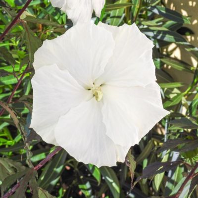 Hibiscus des marais Ghost ® - Leaderplant