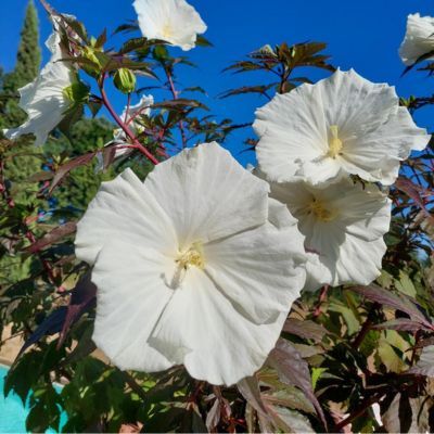 Hibiscus des marais Ghost ® - Leaderplant