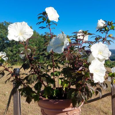 Hibiscus des marais Ghost ® - Leaderplant