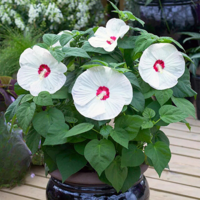 Hibiscus des marais blanc - Leaderplant