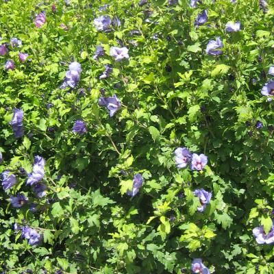 Hibiscus Oiseau Bleu Marina - Leaderplant