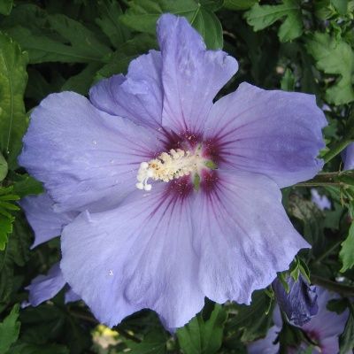 Hibiscus Oiseau Bleu Marina - Leaderplant
