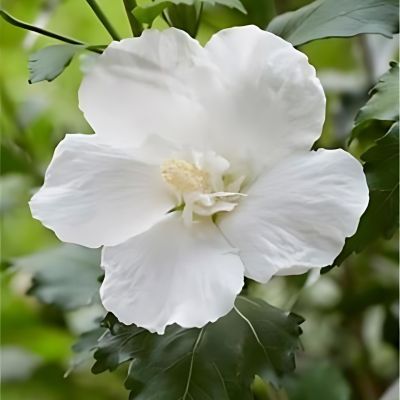 Hibiscus Flower Tower White ® - Leaderplant
