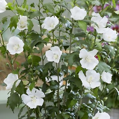 Hibiscus Flower Tower White ® - Leaderplant