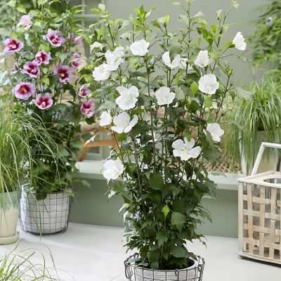 Hibiscus Flower Tower White ® - Leaderplant