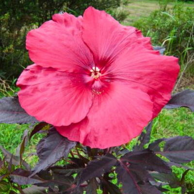 Hibiscus des marais carousel Geant Red ® - Leaderplant