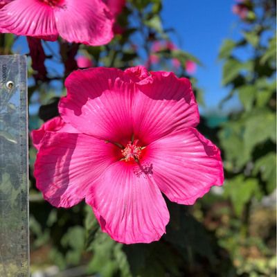 Hibiscus des marais rose - Leaderplant