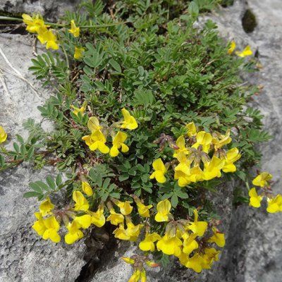 Hippocrépide à Toupet /Fer à Cheval  - Leaderplant